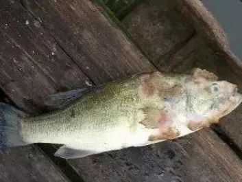 水產(chǎn)養(yǎng)殖遇上水霉病，該怎么防治？一篇實用的魚病防治指南